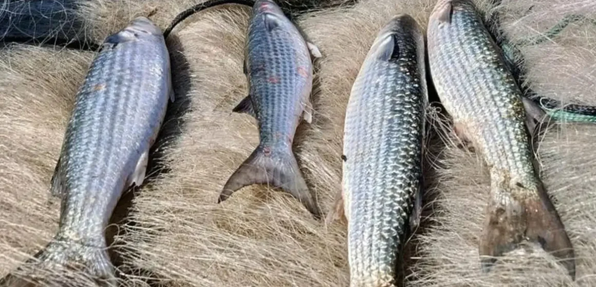 89ba7a3d-33a2-494f-af37-c1fc986a16da Pesca de tainha na modalidade arrasto de praia está suspensa após país atingir 90% da cota para 2026