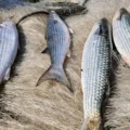Pesca de tainha na modalidade arrasto de praia está suspensa após país atingir 90% da cota para 2026