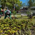 Belém atinge 20 mil mudas plantadas no primeiro semestre e acumula 30 mil desde 2025 com programa Belém Mais Verde