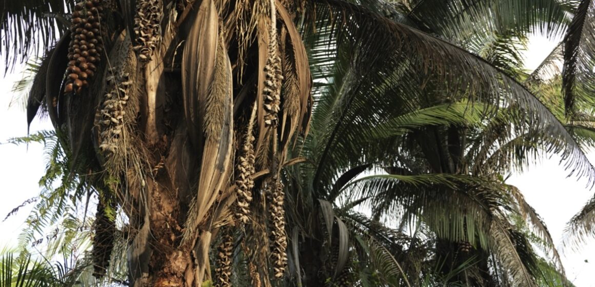 Pesquisa transforma babaçu da Amazônia em proteína vegetal para a indústria de alimentos