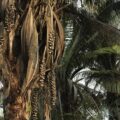 Pesquisa transforma babaçu da Amazônia em proteína vegetal para a indústria de alimentos