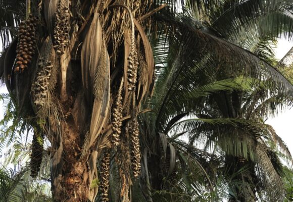 Pesquisa transforma babaçu da Amazônia em proteína vegetal para a indústria de alimentos
