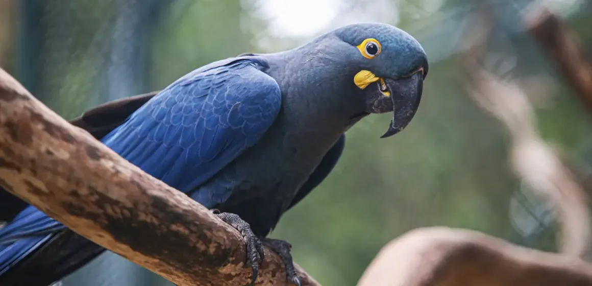 arara-azul-de-lear_01_0 Lista de fauna ameaçada é atualizada com 180 novas espécies e 150 retiradas, totalizando 790 em perigo