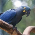 Lista de fauna ameaçada é atualizada com 180 novas espécies e 150 retiradas, totalizando 790 em perigo