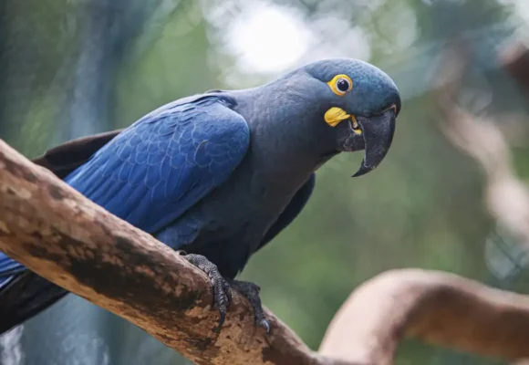 arara-azul-de-lear_01_0 Lista de fauna ameaçada é atualizada com 180 novas espécies e 150 retiradas, totalizando 790 em perigo