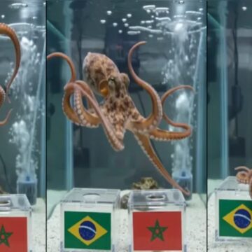 Polvo Paul crava vitória de Marrocos sobre o Brasil na estreia da Copa