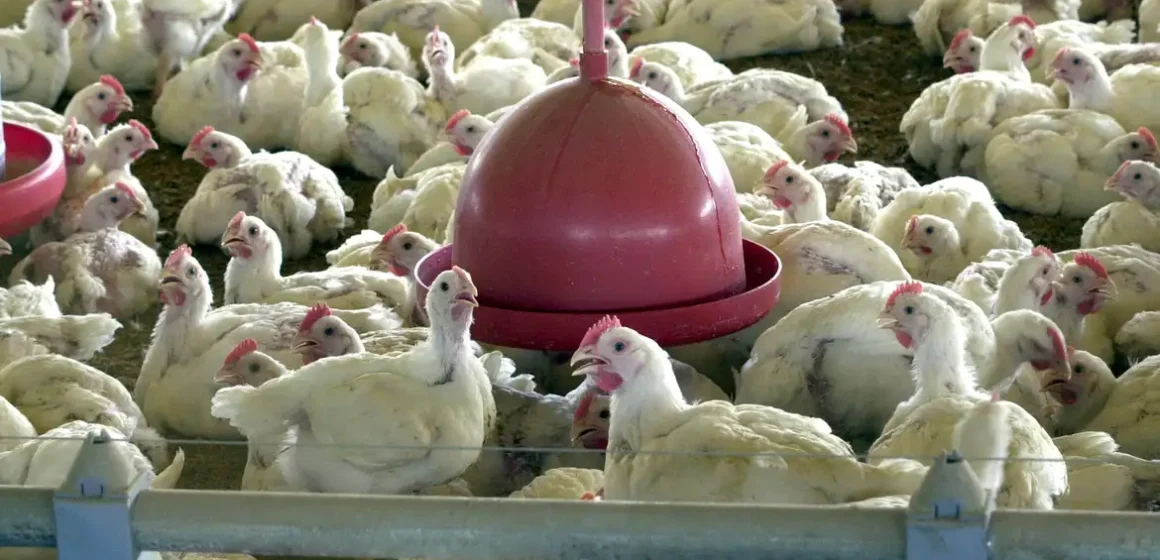 Exportações de frango e suínos atingem recorde e superam US$ 1,3 bilhão em maio