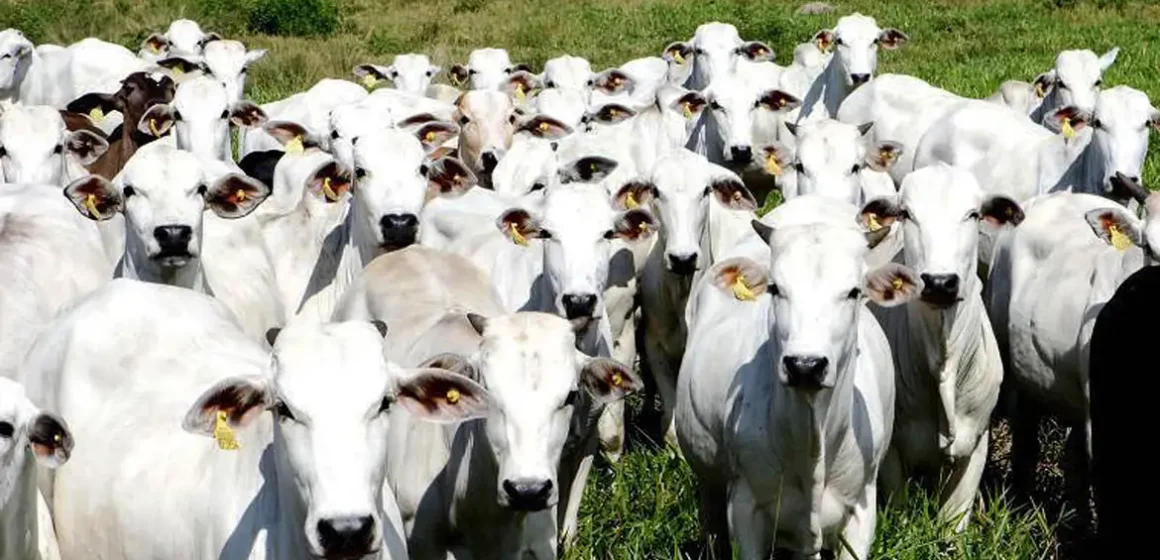China reconhece Brasil livre de febre aftosa e amplia mercado para carne bovina
