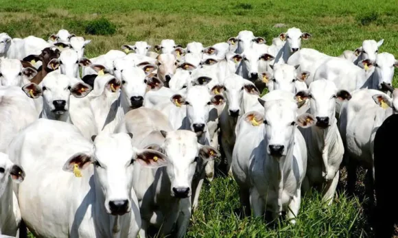 China reconhece Brasil livre de febre aftosa e amplia mercado para carne bovina