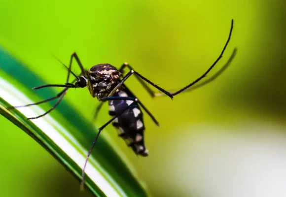 mosquito-4998145 Belém expande uso de armadilhas contra Aedes aegypti e registra redução expressiva nos casos de dengue