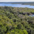 Fundo Amazônia quadruplica aprovações e alcança R$ 5,3 bilhões em doações