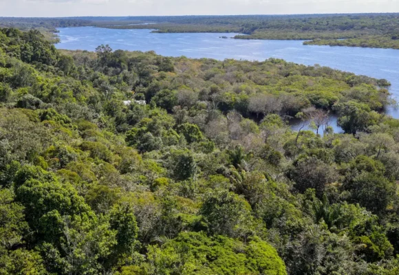 Fundo Amazônia quadruplica aprovações e alcança R$ 5,3 bilhões em doações