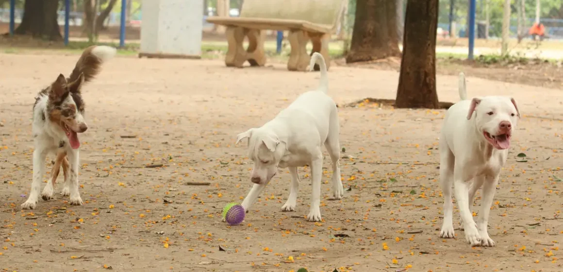 tutores_com_caes_no_parcao_espaco_exclusivo_para_cachorros_na_praca_ayrton_senna_do_brasil_rvsa_abr_103020210148-1 Nova lei transforma exercício ilegal da medicina veterinária em crime