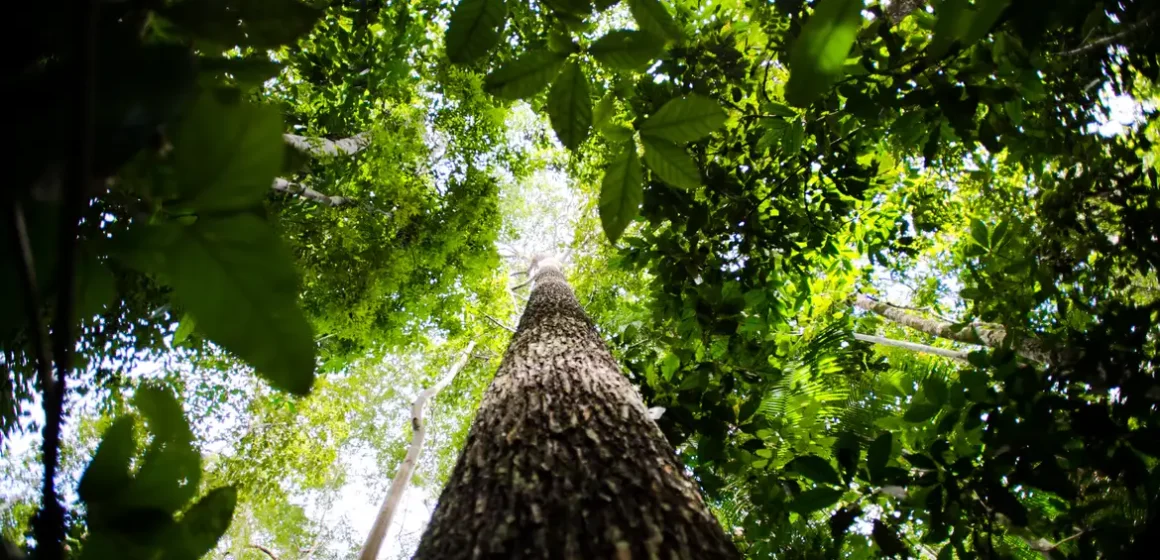 BNDES lança nova etapa do ProFloresta+ para mobilizar até R$ 6 bilhões em crédito de carbono