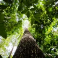 BNDES lança nova etapa do ProFloresta+ para mobilizar até R$ 6 bilhões em crédito de carbono