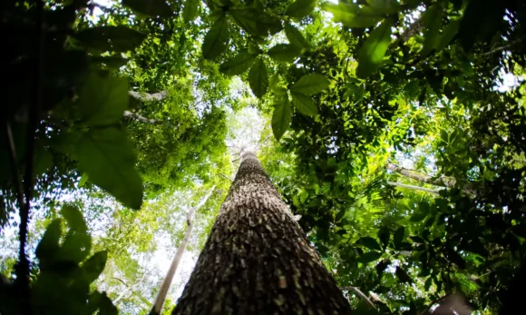 BNDES lança nova etapa do ProFloresta+ para mobilizar até R$ 6 bilhões em crédito de carbono