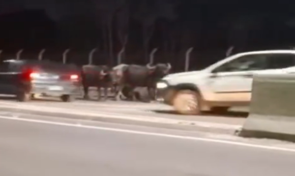Captura de tela 2026-07-23 110412 Búfalos são flagrados na Avenida Liberdade e surpreendem motoristas