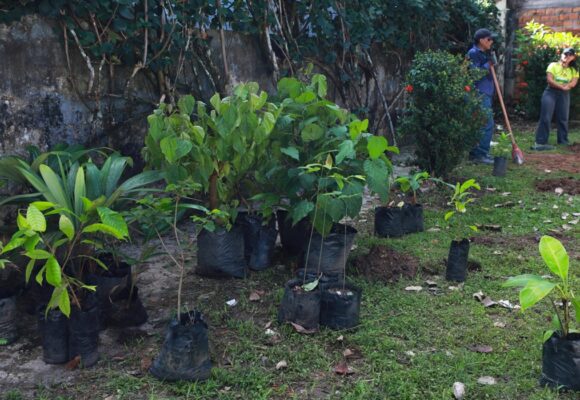 Prefeitura de Belém oferece plantio gratuito de árvores pelo WhatsApp em até 15 dias