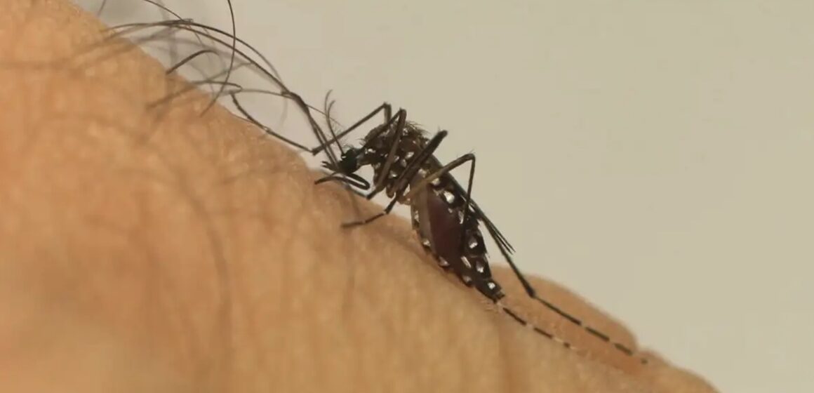 aedes_aegypti Verão amazônico acende alerta para aumento de doenças tropicais no Pará