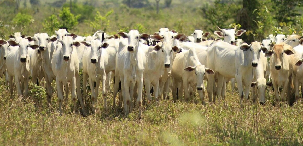Produtores rurais do Pará correm contra o prazo para atualizar cadastro de rebanhos