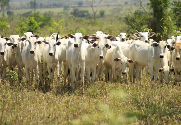 amazonia-rastreabilidade-eriklopes Produtores rurais do Pará correm contra o prazo para atualizar cadastro de rebanhos
