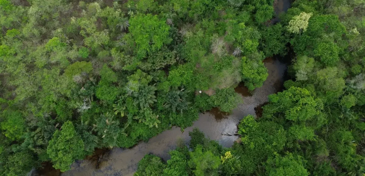 Restaura Biomas quer recuperar 600 mil hectares de vegetação nativa nos seis biomas do Brasil
