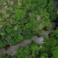 Restaura Biomas quer recuperar 600 mil hectares de vegetação nativa nos seis biomas do Brasil