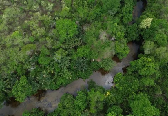 Restaura Biomas quer recuperar 600 mil hectares de vegetação nativa nos seis biomas do Brasil