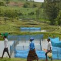 Estudo identifica bactéria em peixes de criação no Brasil, mas não há evidências de transmissão a humanos