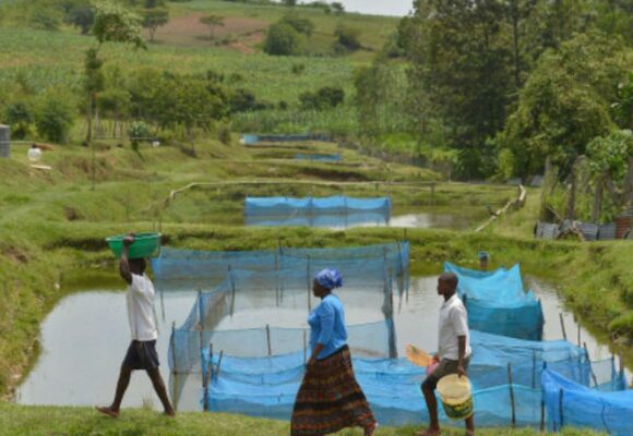 Estudo identifica bactéria em peixes de criação no Brasil, mas não há evidências de transmissão a humanos