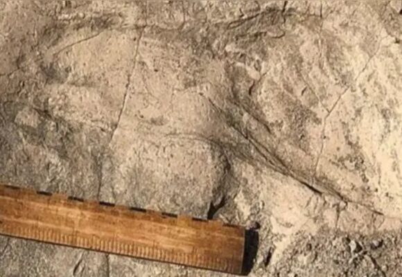 fossil-footprints-reve-551x365009485360-3 Pegadas de 1,4 milhão de anos revelam dimensões surpreendentes de ancestral humano