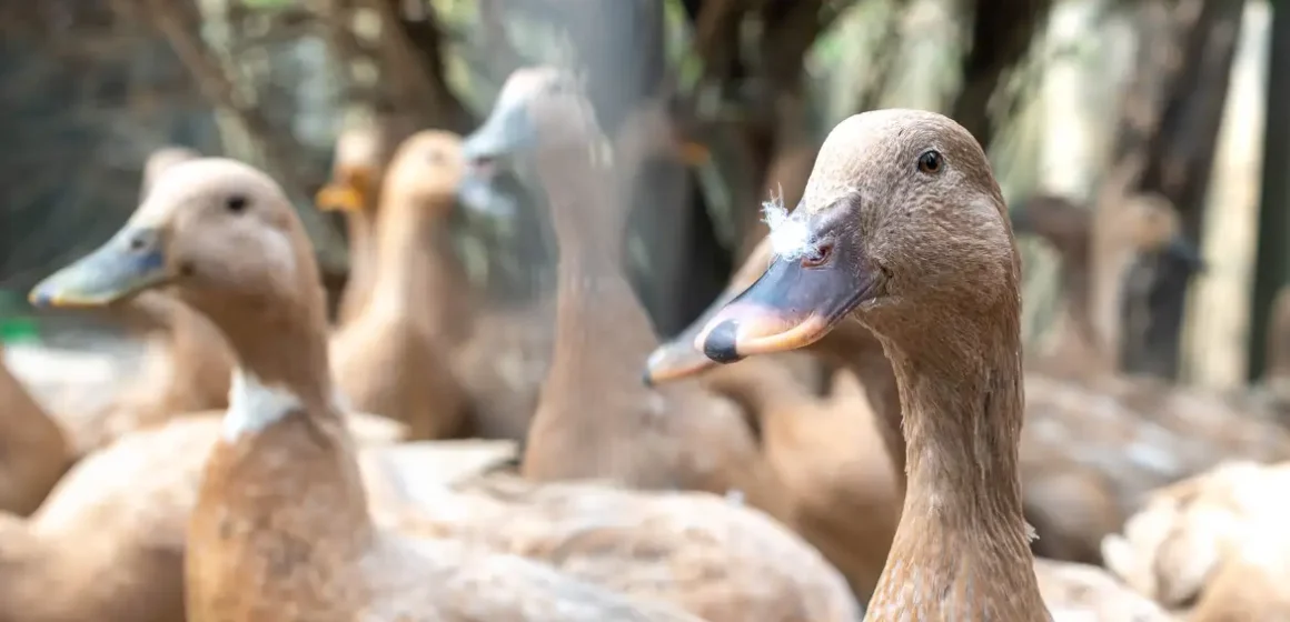 Entidades defendem sanção de projeto que proíbe alimentação forçada de animais para produção de foie gras; texto aguarda decisão do Planalto