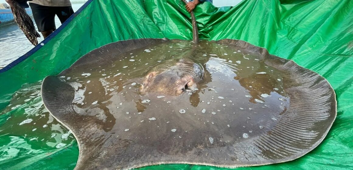 Arraia-gigante de quase 4 metros é encontrada no rio Mekong, em Camboja