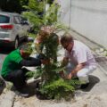 Programa Plante Aqui já plantou 50 mudas em Belém e recebeu 86 solicitações; amor pela cidade inspira moradores