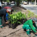Belém constrói maior jardim de chuva da capital na Avenida Marechal Hermes para combater alagamentos e reduzir calor