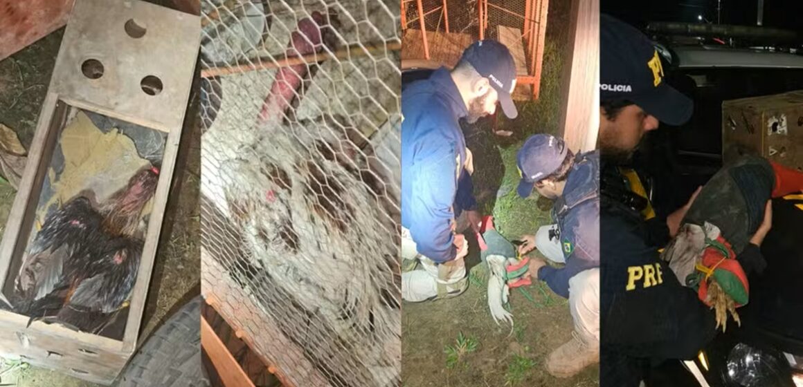 Galos suspeitos de serem usados em rinhas são resgatados pela PRF em Altamira