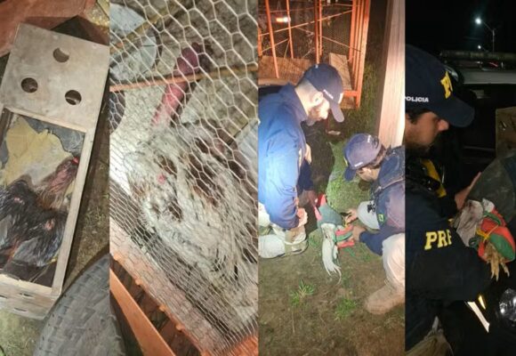 Galos suspeitos de serem usados em rinhas são resgatados pela PRF em Altamira