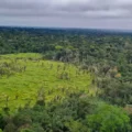 Imazon aponta desmatamento zero em 60% das terras indígenas na Amazônia; bioma perdeu 2.702 km² no período