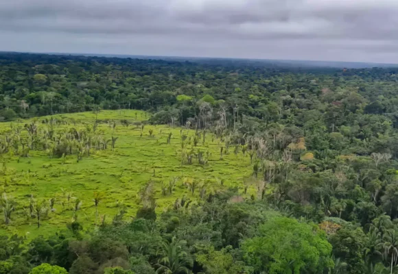 Imazon aponta desmatamento zero em 60% das terras indígenas na Amazônia; bioma perdeu 2.702 km² no período