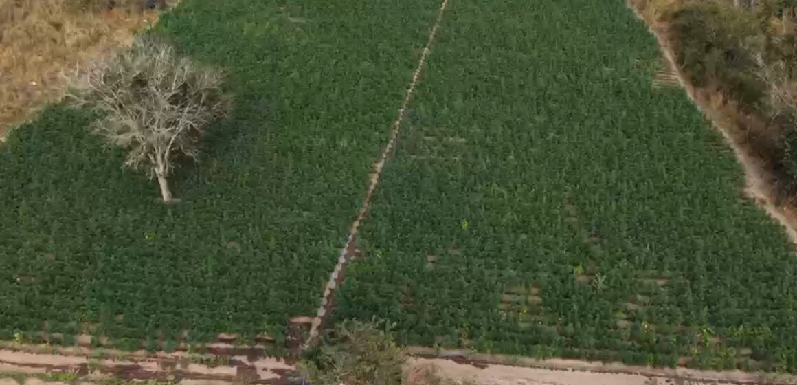 Polícia Civil apreende cerca de 40 mil pés de maconha em área de cultivo em Minas Gerais