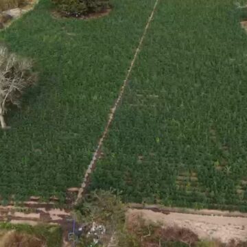 Polícia Civil apreende cerca de 40 mil pés de maconha em área de cultivo em Minas Gerais