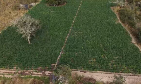 Polícia Civil apreende cerca de 40 mil pés de maconha em área de cultivo em Minas Gerais