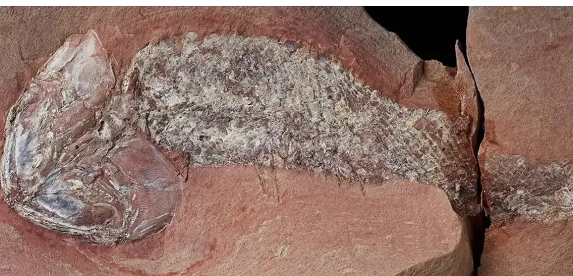 Estudo da Uerj apresenta nova espécie de peixe pré-histórico de 254 milhões de anos encontrado em Mato Grosso