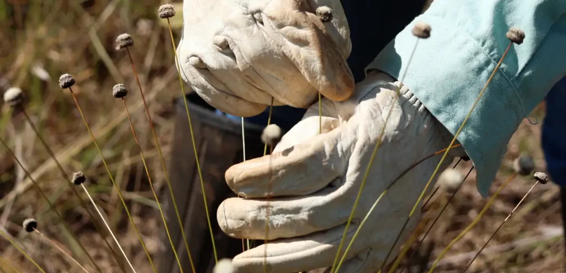 Pesquisadores redescobrem plantas extintas há mais de 30 anos no Quadrilátero Ferrífero, em Minas Gerais