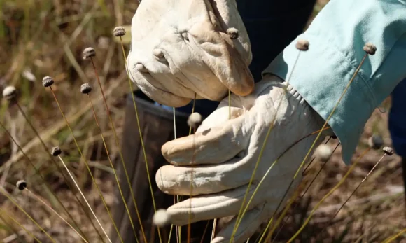 Pesquisadores redescobrem plantas extintas há mais de 30 anos no Quadrilátero Ferrífero, em Minas Gerais