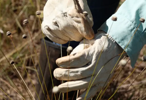 Pesquisadores redescobrem plantas extintas há mais de 30 anos no Quadrilátero Ferrífero, em Minas Gerais