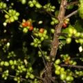 Estudo aponta associação entre consumo de café, menor gordura e maior massa muscular