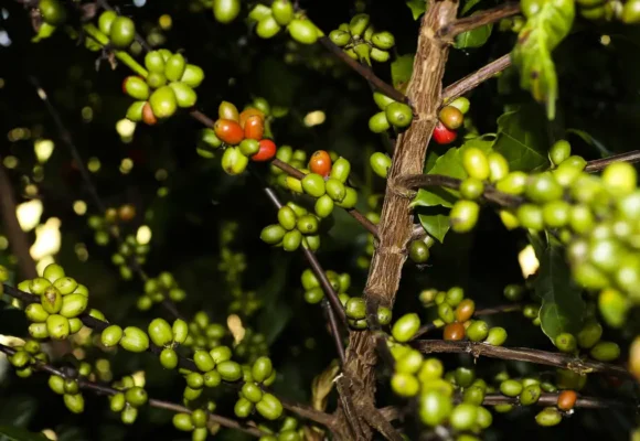 Estudo aponta associação entre consumo de café, menor gordura e maior massa muscular
