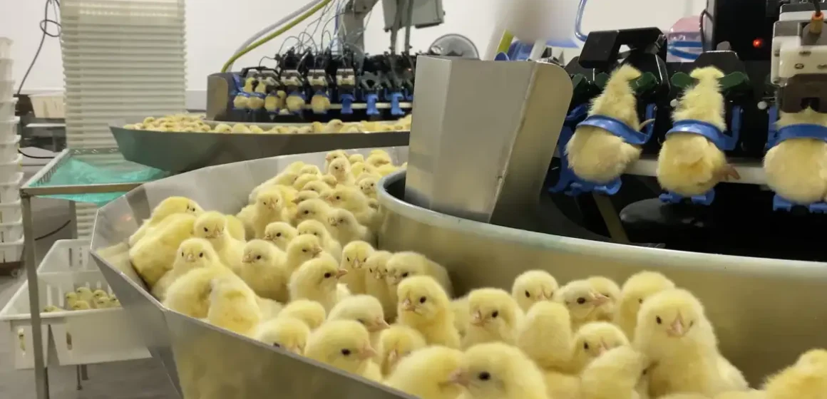 Investigação denuncia trituração de pintinhos machos na indústria de ovos