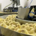Investigação denuncia trituração de pintinhos machos na indústria de ovos